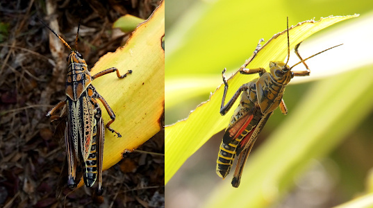 [Two photos spliced together. On the left is a top down view of an adult grasshopper perched vertically on a yellow leaf. The wings are brown with black speckles and extend two-thirds the length of the body which has horizontal orange and black stripes. On the right the nymph has yellow and black horizontal stripes on its body. Its wings are approximately half the length of the body and are reddish-orange with black at the tips. These wings are not as wide as adult wings and thus more of the body is visible. This grasshopper nymph hangs on the underside of a yellow leaf.]